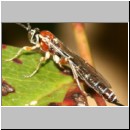 Perithous cf scurra - Schlupfwespe 02b 10mm.jpg